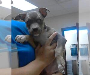 American Pit Bull Terrier Dogs for adoption in Fayetteville, NC, USA