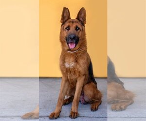 German Shepherd Dog Dogs for adoption in Pasadena, CA, USA