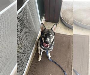 German Shepherd Dog-Unknown Mix Dogs for adoption in Orange, CA, USA