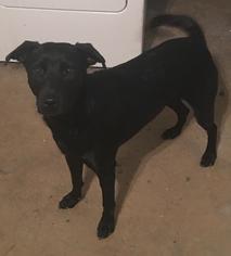 Labrador Retriever-Unknown Mix Dogs for adoption in Von Ormy, TX, USA