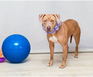 American Pit Bull Terrier Dogs for adoption in Sanford, FL, USA