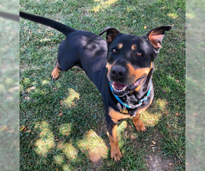 Rottweiler-Unknown Mix Dogs for adoption in Ventura, CA, USA