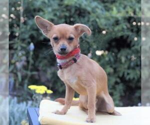 Chihuahua-Unknown Mix Dogs for adoption in Palo Alto, CA, USA
