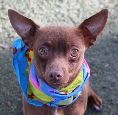 Chihuahua Dogs for adoption in Las Vegas, NV, USA