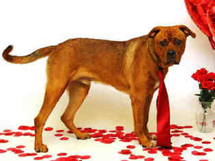 Boxweiler Dogs for adoption in Sanford, FL, USA