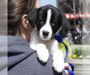 Border Collie Dogs for adoption in Woodside, NY, USA