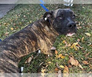American Staffordshire Terrier-Unknown Mix Dogs for adoption in Grand Prairie, TX, USA