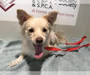 Chiranian Dogs for adoption in pomona, CA, USA