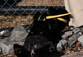 Labrador Retriever Dogs for adoption in Rogersville, TN, USA