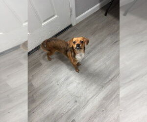 Chihuahua Dogs for adoption in Oak Bluffs, MA, USA