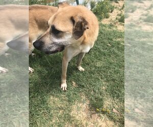 Labrador Retriever Dogs for adoption in Jackson, MS, USA