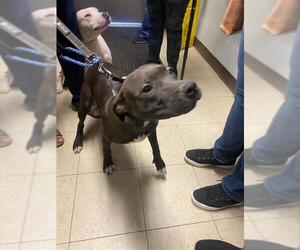 Mutt Dogs for adoption in Stockton, CA, USA