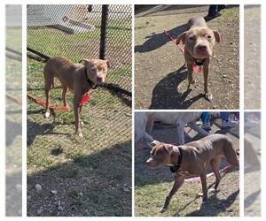 American Staffordshire Terrier-Unknown Mix Dogs for adoption in San Antonio, TX, USA