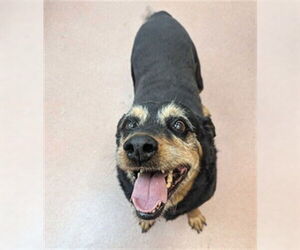 Rottweiler Dogs for adoption in Ogden, UT, USA