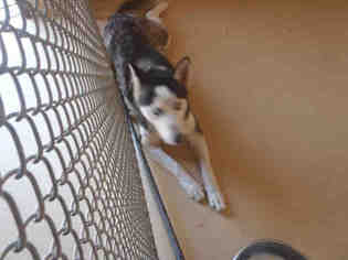 Siberian Husky Dogs for adoption in Lufkin, TX, USA