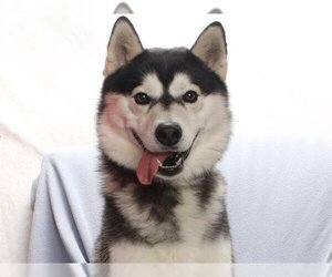 Medium Photo #1 Siberian Husky Puppy For Sale in Burbank, CA, USA