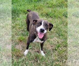 Boxer-Mountain Cur Mix Dogs for adoption in Rutledge, TN, USA