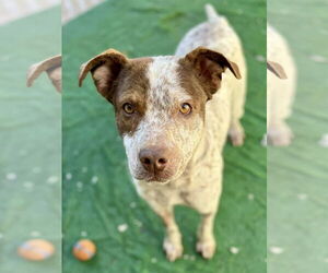 Mutt Dogs for adoption in Polson, MT, USA