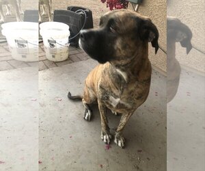 Mastador Dogs for adoption in Tonopah, AZ, USA