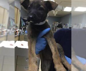 German Shepherd Dog Dogs for adoption in Riverside, CA, USA