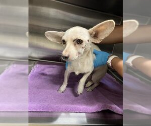Chihuahua Dogs for adoption in Grand Prairie, TX, USA