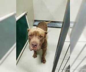 Dogue de Bordeaux Dogs for adoption in Bakersfield, CA, USA