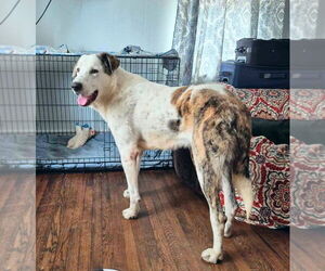 Great Pyredane Dogs for adoption in Bullard, TX, USA