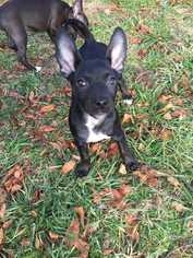 Rat Terrier Dogs for adoption in Wenonah, NJ, USA