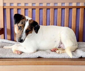 Catahoula Leopard Dog-Collie Mix Dogs for adoption in Genesee, WI, USA