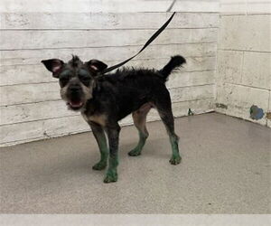 Mutt Dogs for adoption in San Bernardino, CA, USA