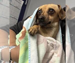 Chihuahua Dogs for adoption in Bakersfield, CA, USA