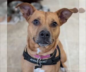 American Staffordshire Terrier-Unknown Mix Dogs for adoption in New Oxford , PA, USA