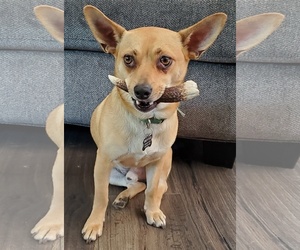 Chiweenie Dogs for adoption in Yakima, WA, USA