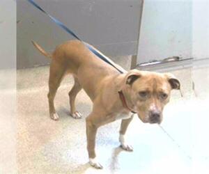 Labrador Retriever-Unknown Mix Dogs for adoption in Tallahassee, FL, USA