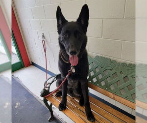 German Shepherd Dog-Unknown Mix Dogs for adoption in Anchorage, AK, USA