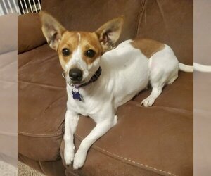 Jack Russell Terrier-Unknown Mix Dogs for adoption in Batavia, OH, USA