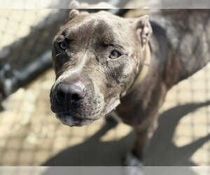 Mutt Dogs for adoption in Tulsa, OK, USA