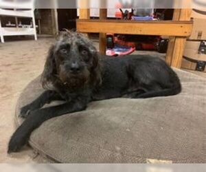 Labradoodle Dogs for adoption in New Smyrna Beach, FL, USA