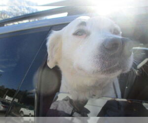 Australian Retriever Dogs for adoption in Ocala, FL, USA