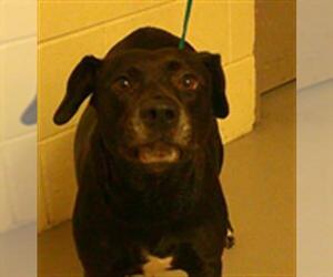 Mutt Dogs for adoption in Sanford, FL, USA