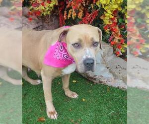 American Pit Bull Terrier-Unknown Mix Dogs for adoption in Oklahoma City, OK, USA