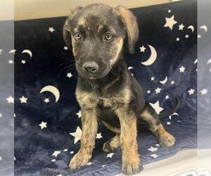 German Shepherd Dog-Unknown Mix Dogs for adoption in HESPERIA, CA, USA