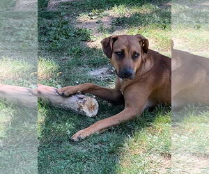 Mutt Dogs for adoption in Germantown, OH, USA