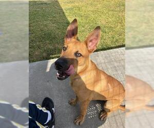 German Shepherd Dog Dogs for adoption in Houston, TX, USA