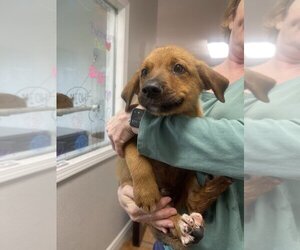 Australian Retriever Dogs for adoption in Bolivar, MO, USA