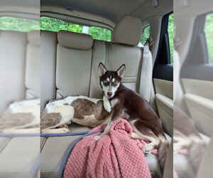 Pomsky Dogs for adoption in Rustburg, VA, USA