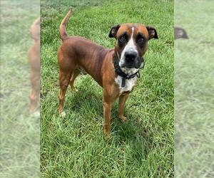 Boxer-Unknown Mix Dogs for adoption in Conroe, TX, USA