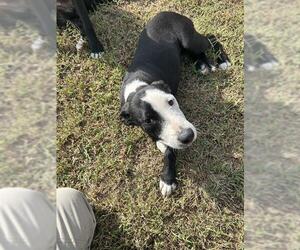 American Pit Bull Terrier-Unknown Mix Dogs for adoption in Oklahoma City, OK, USA