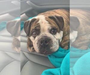Bulldog Dogs for adoption in Chambersburg, PA, USA