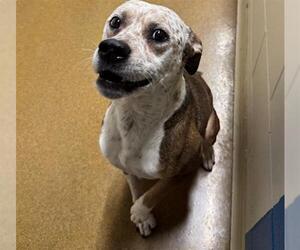 Mutt Dogs for adoption in Anchorage, AK, USA